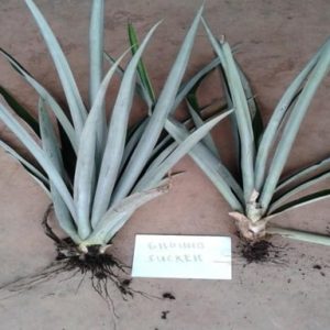 MD2 Seeds (Ground Sucker)