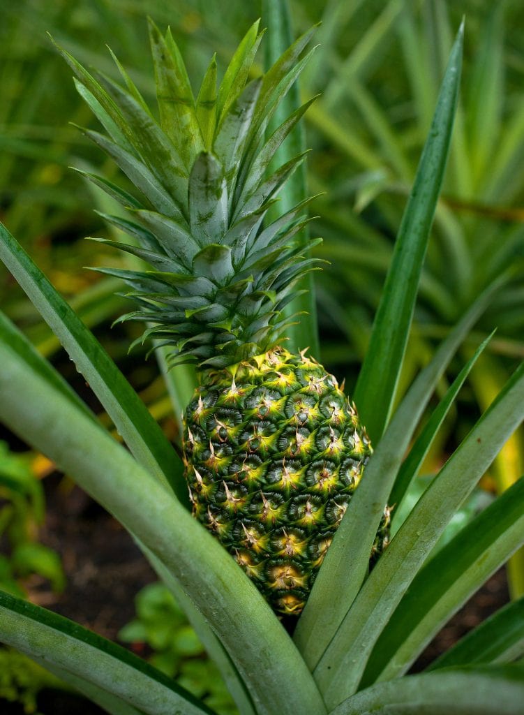 MD2 Pineapple History